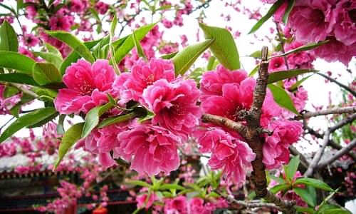 【北京头条】推介优秀作家诗人陈天堂老师《桃花咏》25首请欣赏（图12）