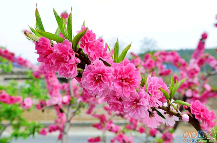 【北京头条】推介优秀作家诗人陈天堂老师《桃花咏》25首请欣赏（图17）