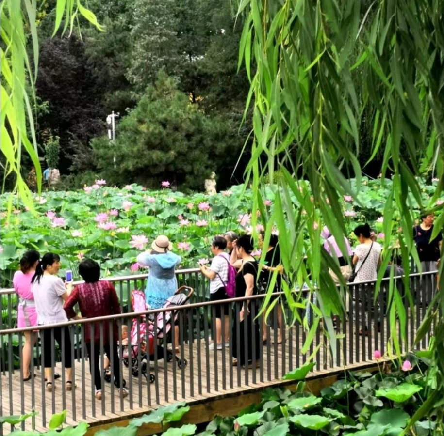 【诗词鉴赏】五律•莲花池观感 文/吴树林(图4)