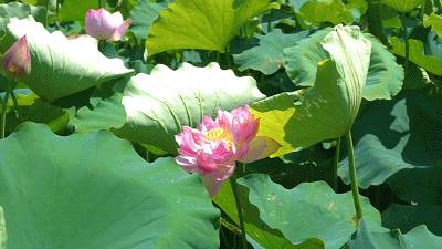 《七律 · 夏风过荷塘》作者/吴云钦(江西九江)(图3)