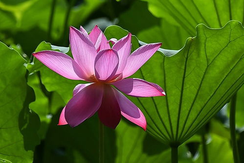 【诗词鉴赏】夏荷•七绝诗二首 文/孙臣(图3)