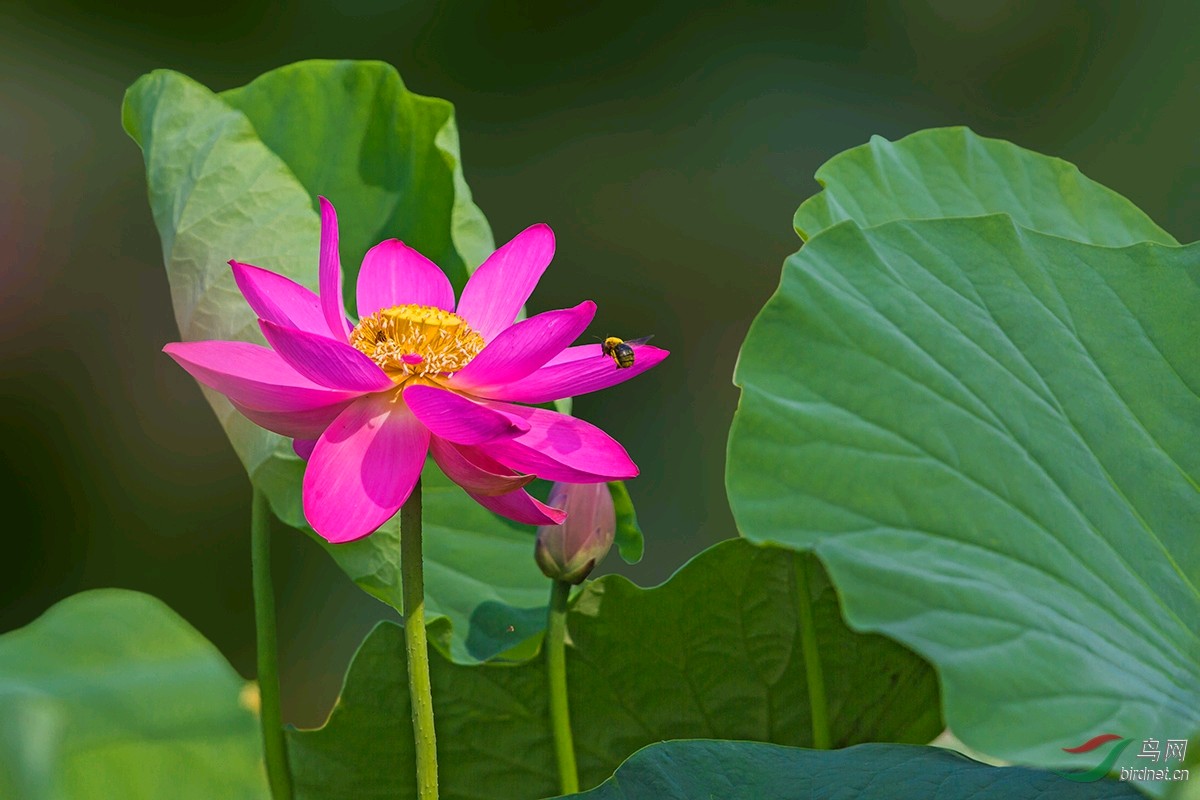 【诗词鉴赏】夏荷•七绝诗二首 文/孙臣(图5)