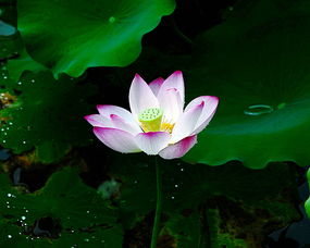 【诗词鉴赏】夏荷•七绝诗二首 文/孙臣(图4)