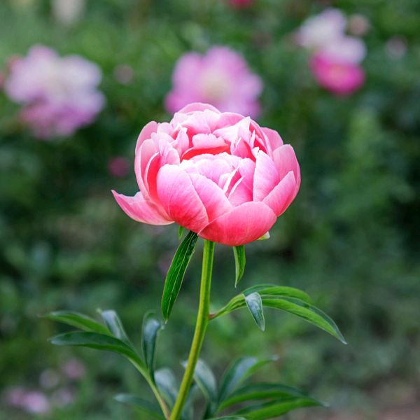 《七言绝句 · 咏芍药》作者:刘亚东（图3）