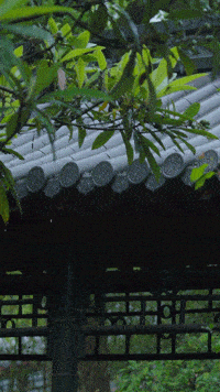 【枫雅汇看图约诗】第289期《梅雨》（图2）
