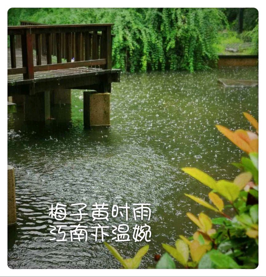 【枫雅汇看图约诗】第289期《梅雨》（图7）