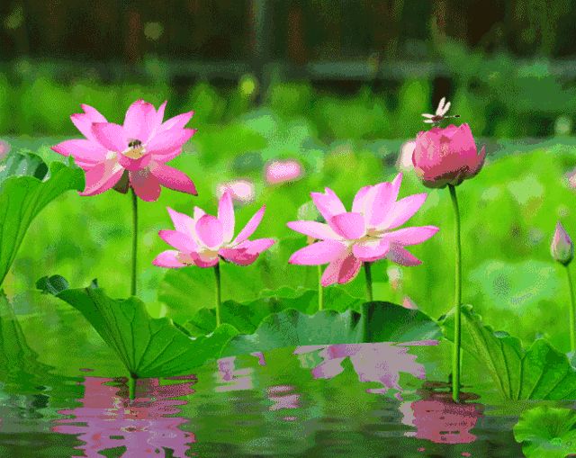 【诗词鉴赏】荷城花园一游 文/忆苦思甜(图4)