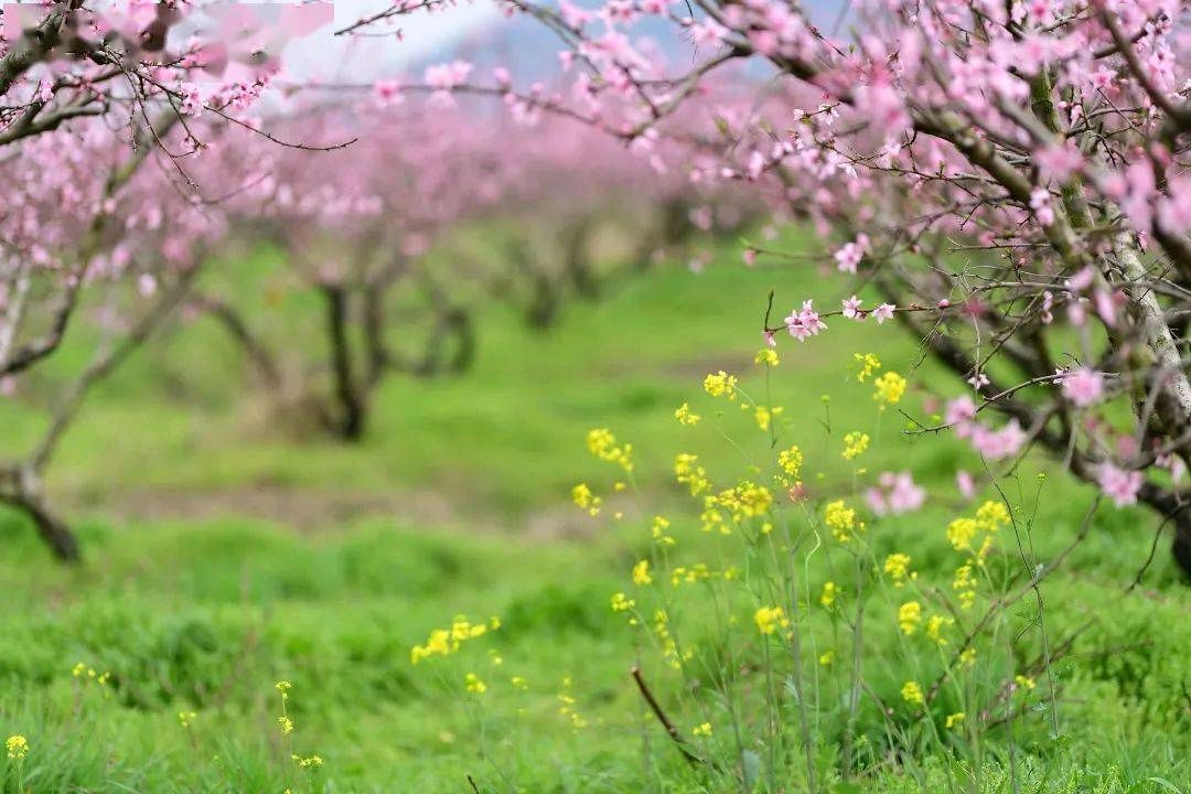 【诗词鉴赏】采桑子•喜迎夏至(词林正韵)文/吴树林(图4)