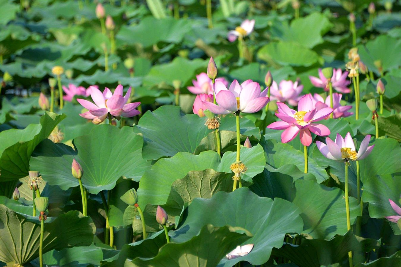【神都诗社】第058期《荷花》（图13）