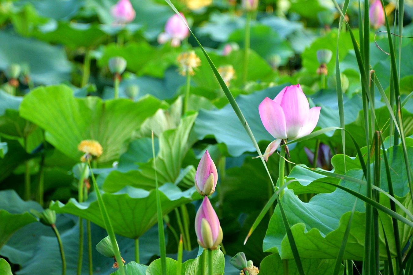 【神都诗社】第058期《荷花》（图19）