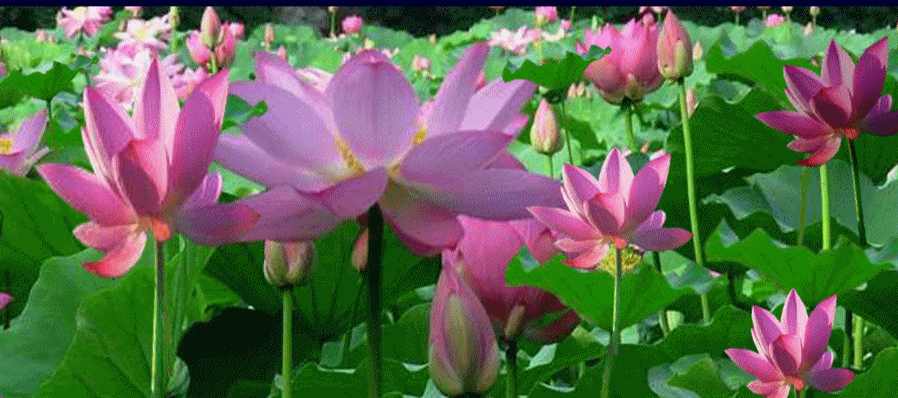 【神都诗社】第058期《荷花》（图29）