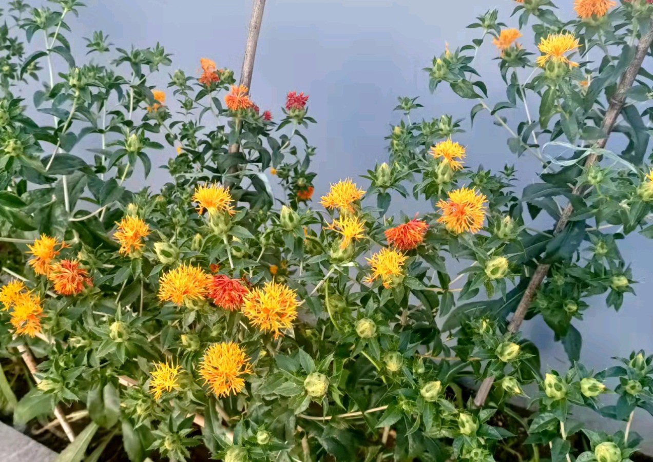 【北京头条】推介（青岛即墨）陈兆成《红花开我家》请欣赏（图5）