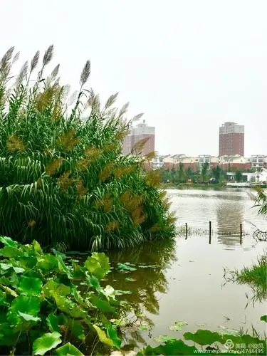《七律 · 芦苇荡》诗人:柳鸣（西安）（图3）