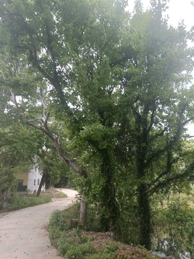 《七律 · 高枫吟》作者/吴云钦(图5)