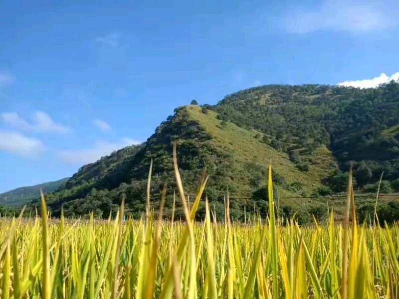 【诗歌鉴赏】在门口的山坡上喊山 文/马龙田（图4）