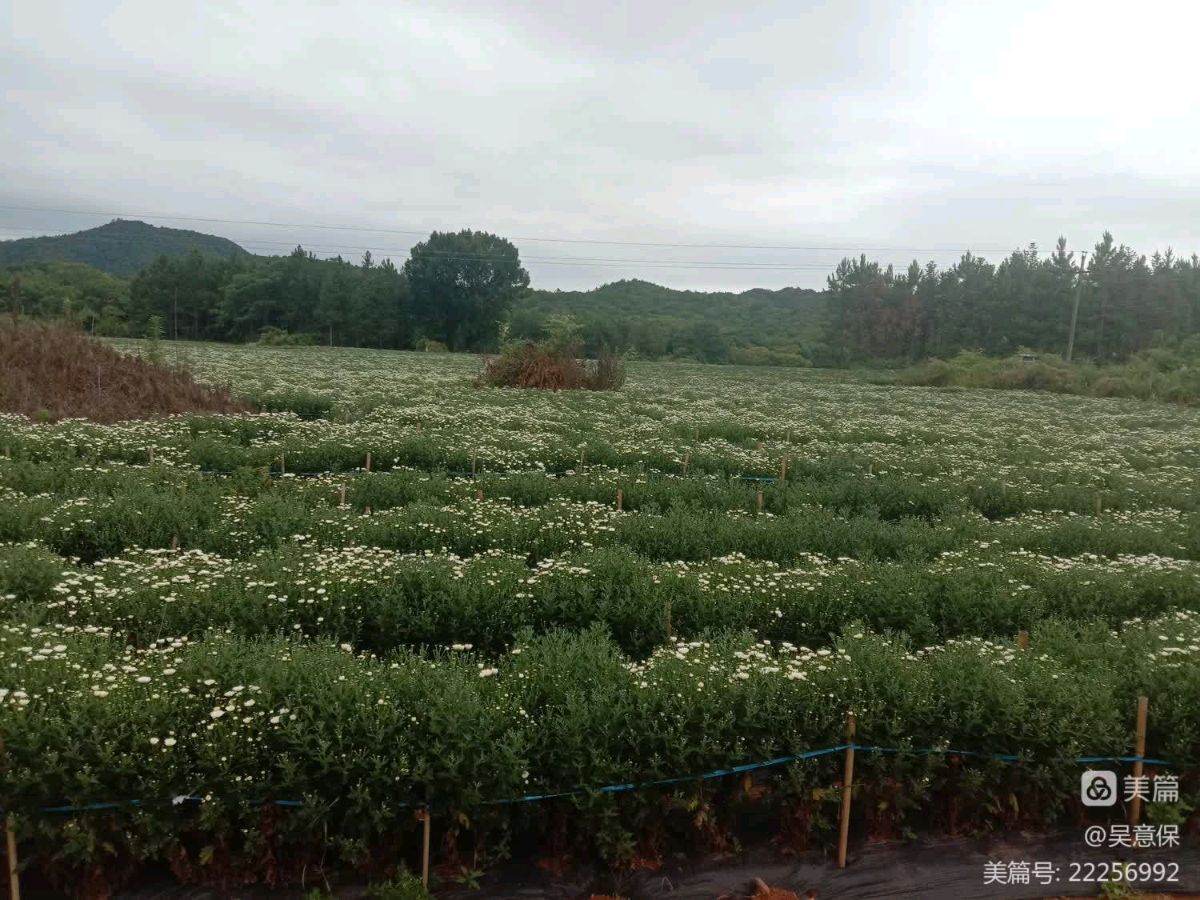 欣赏李胜峰老师专辑《我爱家乡四》诗词曲三十四首(写于2023立夏、小满、芒种、夏至)(图9)