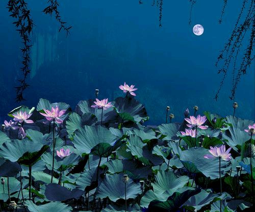 【枫雅汇看图约诗】第292期《夏夜》（图17）