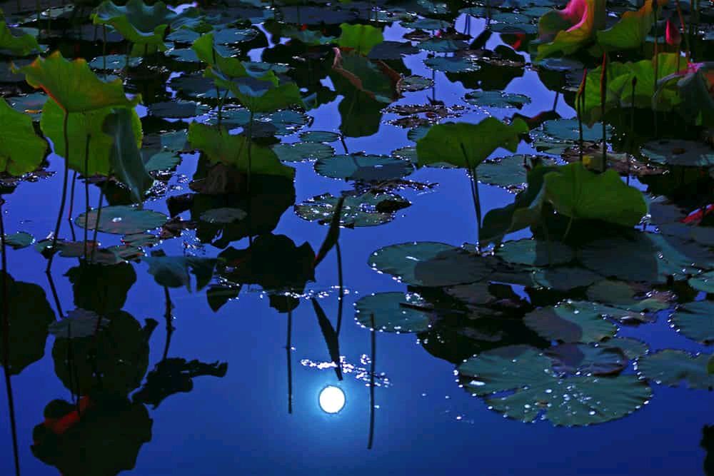 【枫雅汇看图约诗】第292期《夏夜》（图14）
