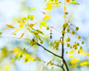 【诗词鉴赏】小暑三首 文/武军（图4）