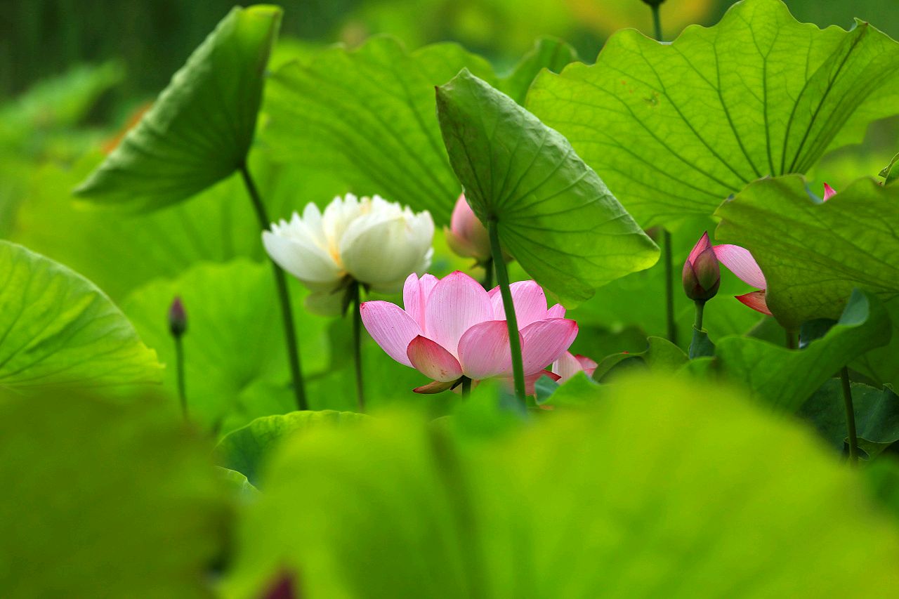 【诗词鉴赏】七绝 ·荷边倩影 文/静水流深（图3）