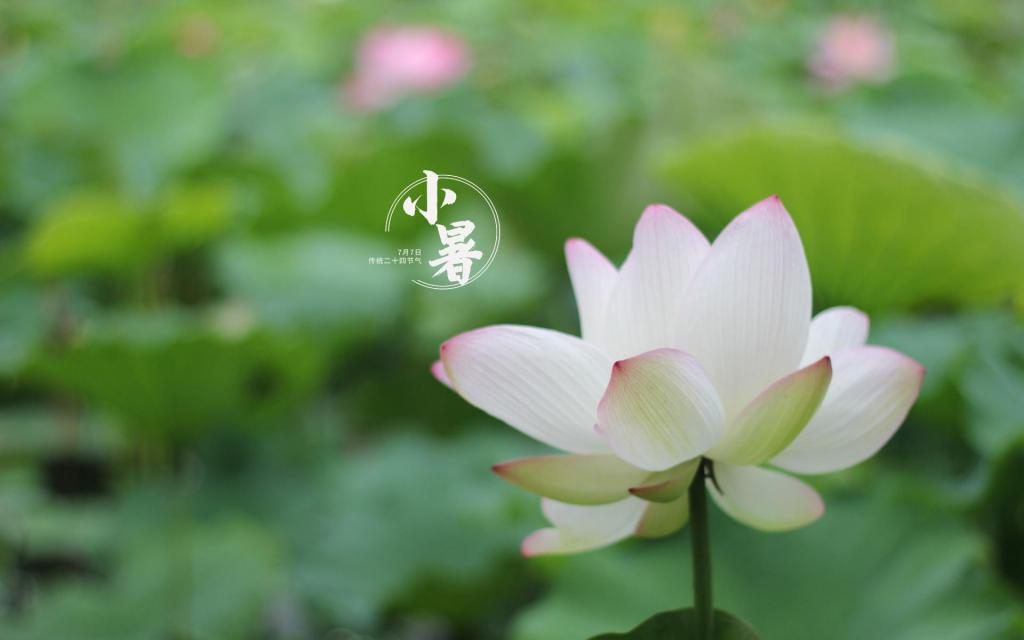 【神都诗社】第059期《小暑》（图17）