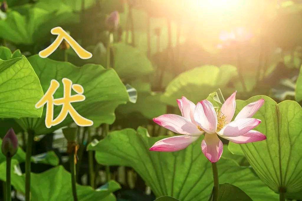 《七律 · 入伏》作者/黄石华（图2）