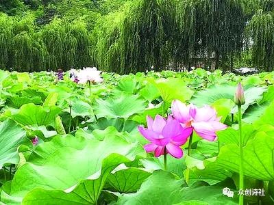 《七绝· 入伏》作者/吕育怀（图3）