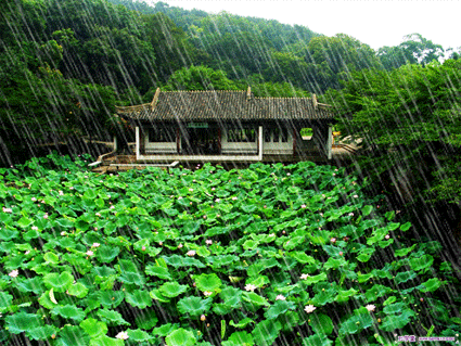 【枫雅汇看图约诗】第293期《夏雨》（图2）