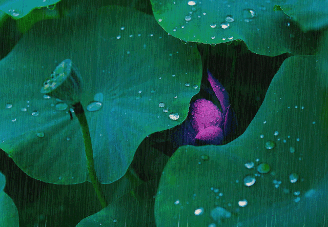 【枫雅汇看图约诗】第293期《夏雨》（图11）