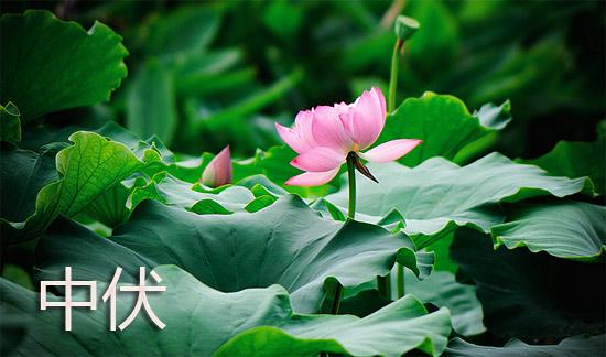 【枫雅汇看图约诗】第294期《热在中伏》（图15）
