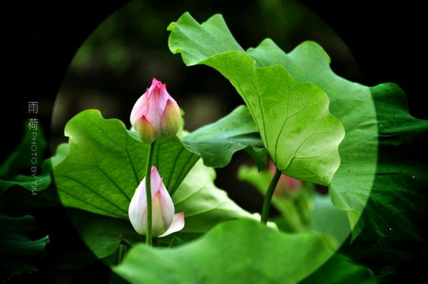 【诗词鉴赏】月下吟荷 文/关怀宪（图3）