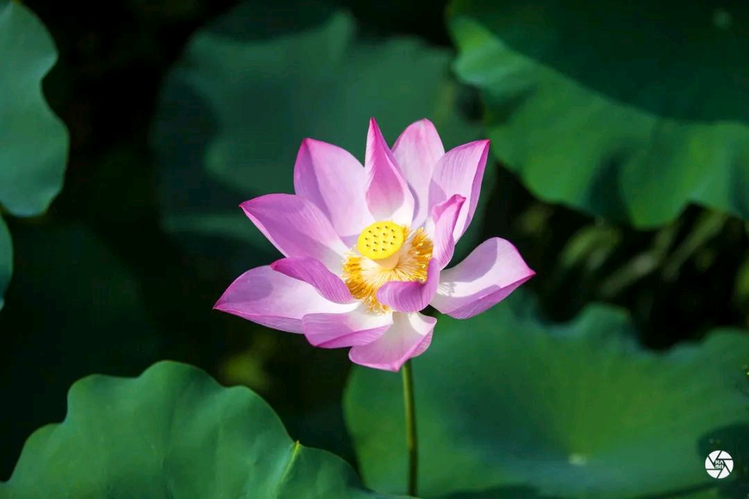 【诗词鉴赏】月下吟荷 文/关怀宪（图4）