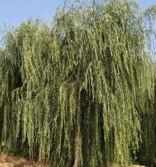 【北京头条】推介（连云港）优秀诗人陈守邦《西江月•垂柳吟》外一首请欣赏（图4）