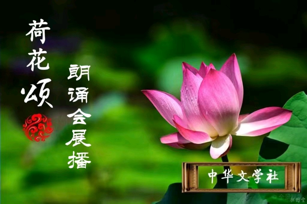 【荷花颂朗诵会展播作品】七绝三首•咏荷三部曲 作者/单劲干 主播/越来越好 主编/孙明慧(图3)