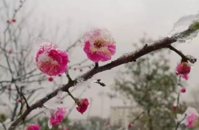 【北京头条】推介胡清普《观梅》请欣赏（图6）