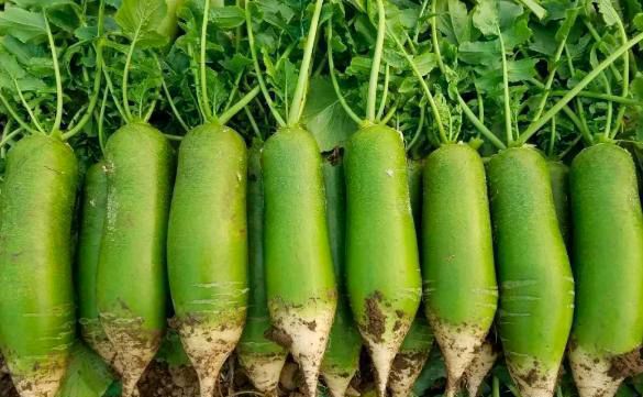 【齐鲁风】分享周玉欣七绝•蔬菜一组请欣赏(图5)