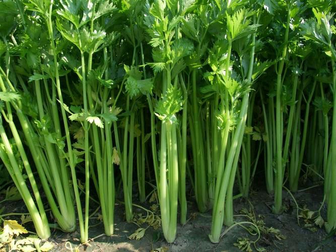 【齐鲁风】分享周玉欣七绝•蔬菜一组请欣赏(图12)