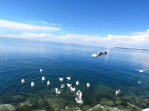 《七律 · 青海湖》诗人：柳鸣（图4）