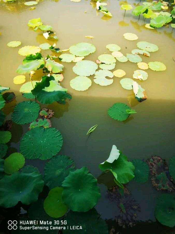 【国风湖南】第37期 吟怀自有凉风在(图4)