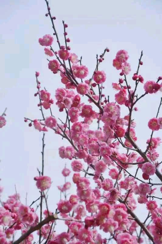 【北京头条】分享优秀诗人贾玉欣《七绝·四君子》请欣赏（图4）