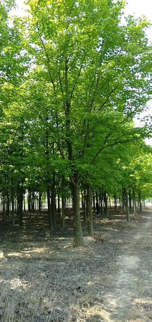 《七律 · 五角枫》诗人:柳鸣（图3）