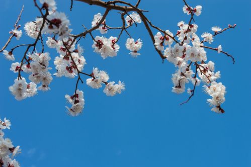 【北京头条】推介周玉欣《十二月花》组诗请欣赏(图6)