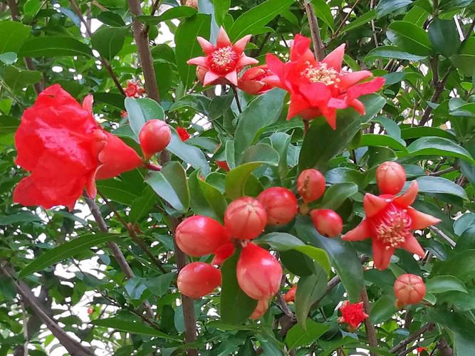 【北京头条】推介周玉欣《十二月花》组诗请欣赏(图8)
