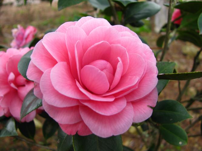 【北京头条】推介周玉欣《十二月花》组诗请欣赏(图14)