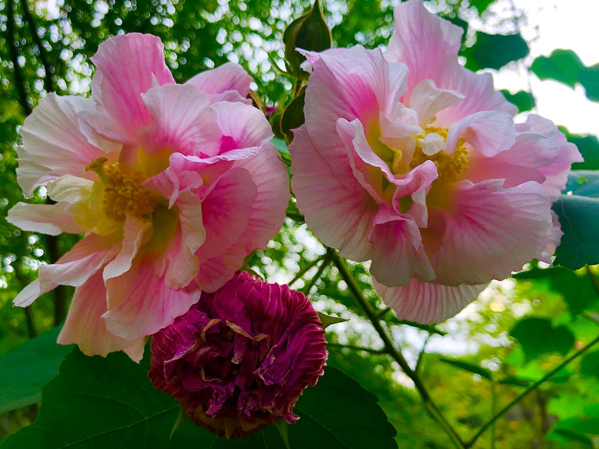 【北京头条】推介周玉欣《十二月花》组诗请欣赏(图13)