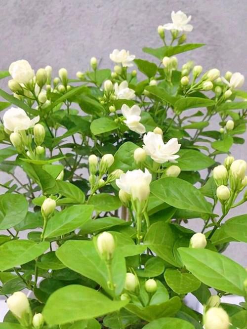 《茉莉花》作者/张福君（黑龙江）（图3）