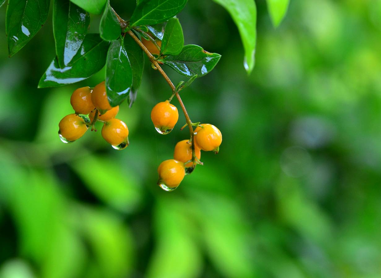 《秋雨连绵》文/人生 播/蝴蝶兰（图3）