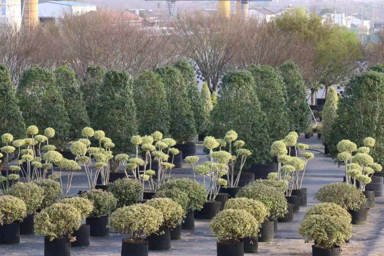 【北京头条】推介(湖北)优秀作家诗人崔怀强《雪域华国堂新洲行四《芭蕉雨·靠山小镇千园艺揽胜》(图8)