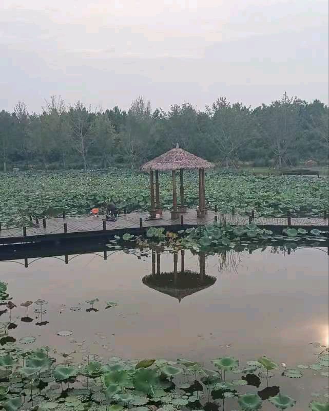 【北京头条】推介(湖北)优秀作家诗人崔怀强 雪域华国堂新洲行五《天香·靠山小镇荷花池述怀》(图6)