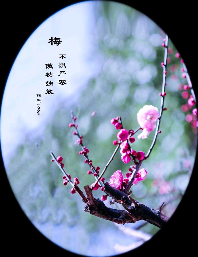 【神都诗社】第065期《梅》（图5）